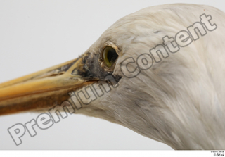 Stork  2 eye head 0008.jpg